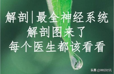 神经系统的组成 最全神经系统解剖图来了