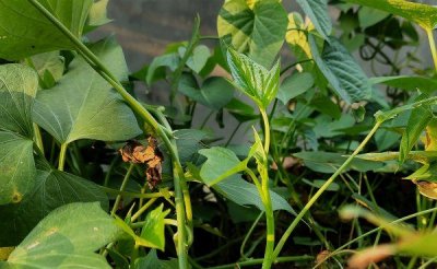 番薯叶是红薯叶,红薯叶和地瓜叶一样吗