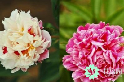 芍药花语是什么意思(芍药花暗语 那些你不知道的二三事)