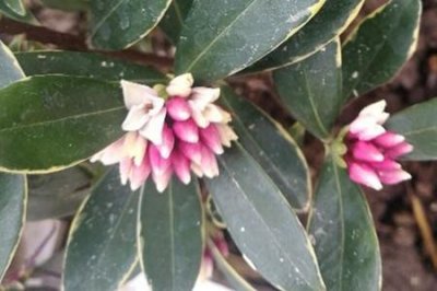 瑞香和夹竹桃的区别