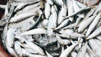 鲱鱼为什么那么臭