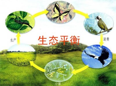 生态平衡指是什么意思(生态平衡的含义)