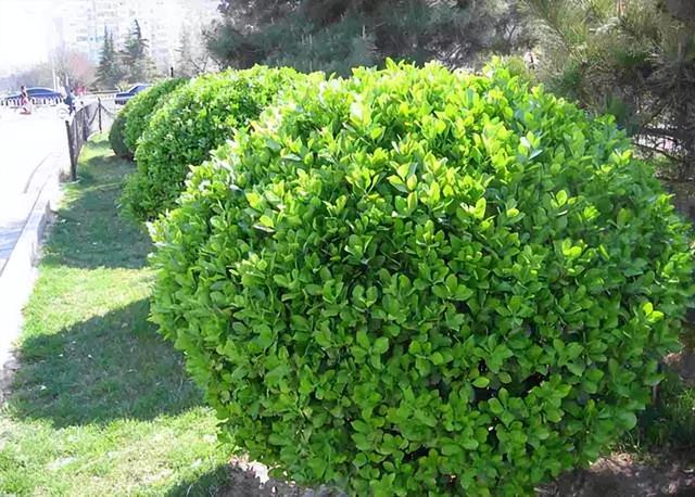 常见绿植花卉及名称大全（100种常见室内绿植）(45)