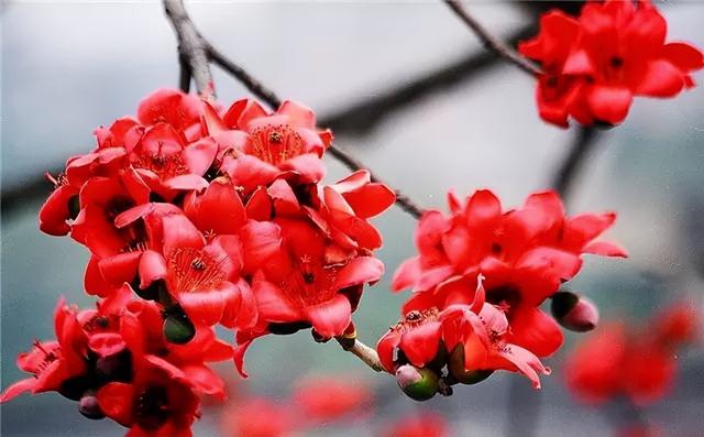常见绿植花卉及名称大全（100种常见室内绿植）(82)