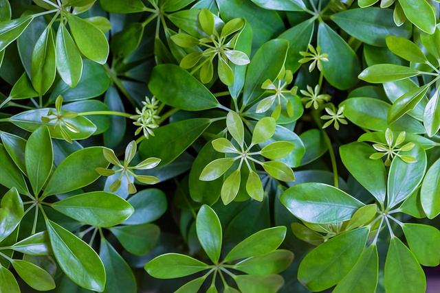 常见绿植花卉及名称大全（100种常见室内绿植）(11)