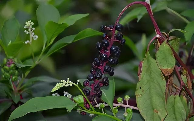 常见绿植花卉及名称大全（100种常见室内绿植）(84)