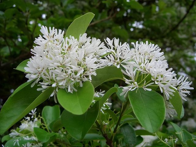 常见绿植花卉及名称大全（100种常见室内绿植）(16)