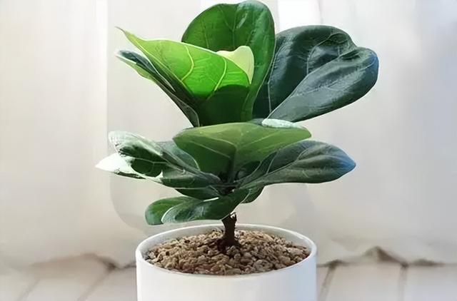 常见绿植花卉及名称大全（100种常见室内绿植）(7)