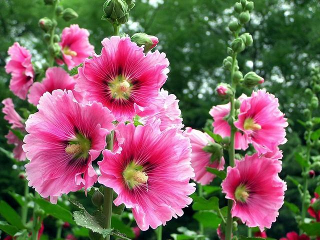 常见绿植花卉及名称大全（100种常见室内绿植）(81)