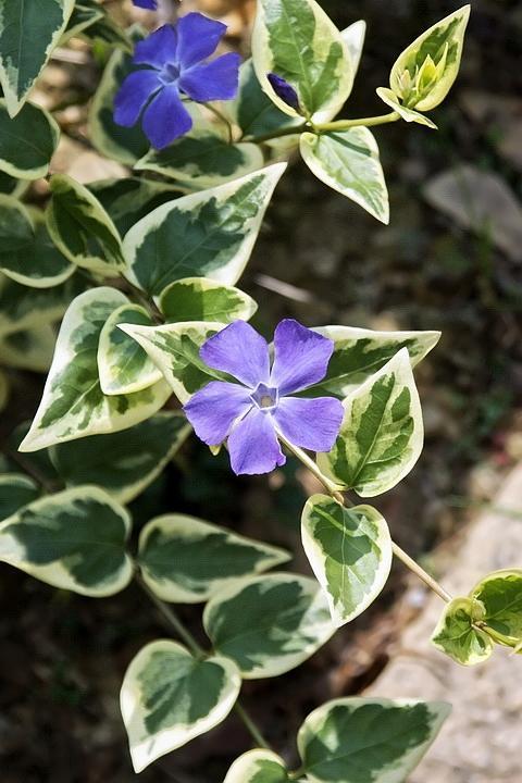 常见绿植花卉及名称大全（100种常见室内绿植）(41)