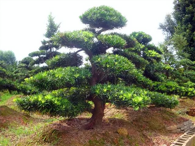 常见绿植花卉及名称大全（100种常见室内绿植）(72)