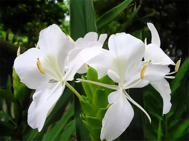 常见绿植花卉及名称大全（100种常见室内绿植）(58)