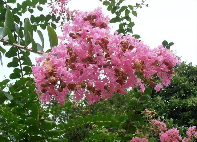常见绿植花卉及名称大全（100种常见室内绿植）(37)