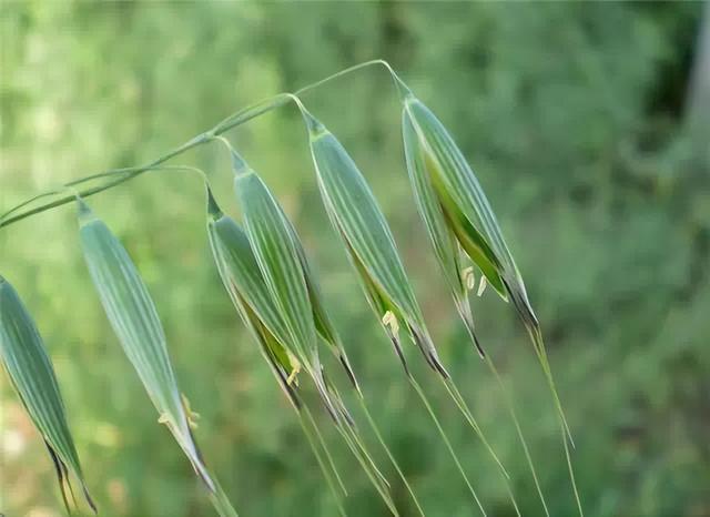 常见绿植花卉及名称大全（100种常见室内绿植）(51)