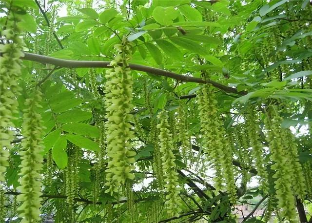 常见绿植花卉及名称大全（100种常见室内绿植）(47)