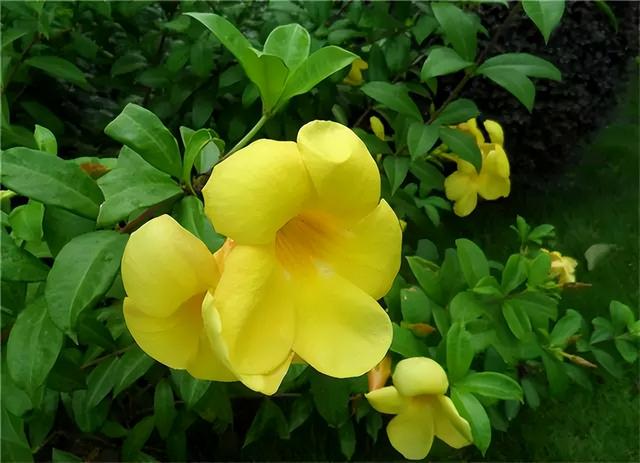 常见绿植花卉及名称大全（100种常见室内绿植）(80)