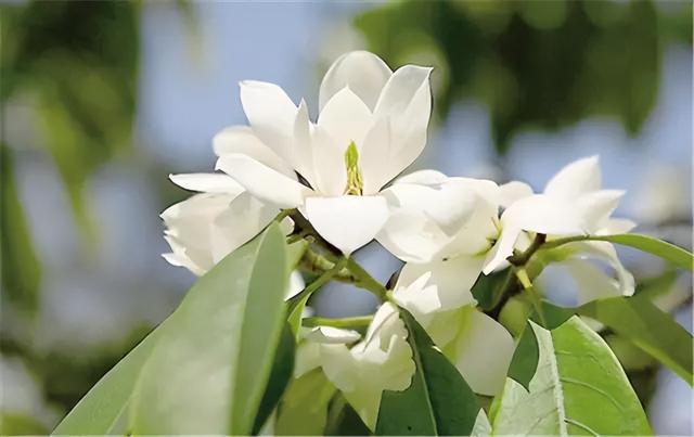 常见绿植花卉及名称大全（100种常见室内绿植）(85)