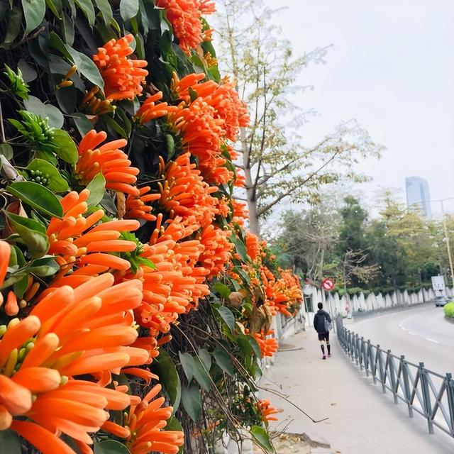 常见绿植花卉及名称大全（100种常见室内绿植）(78)