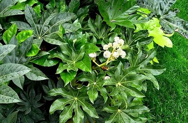常见绿植花卉及名称大全（100种常见室内绿植）(18)
