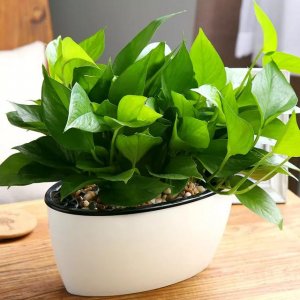​常见绿植花卉及名称大全（100种常见室内绿植）