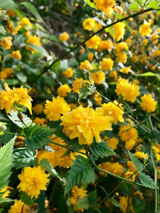 常见绿植花卉及名称大全（100种常见室内绿植）(26)