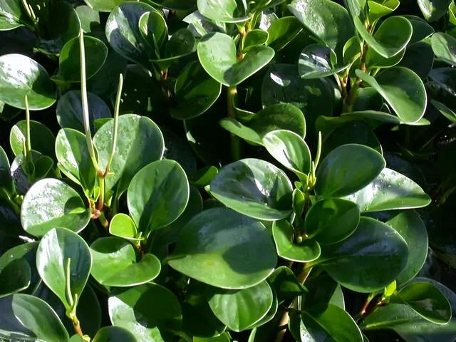 常见绿植花卉及名称大全（100种常见室内绿植）(94)