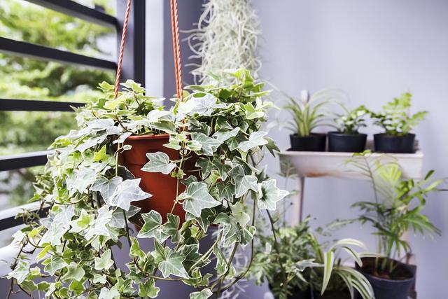 常见绿植花卉及名称大全（100种常见室内绿植）(43)