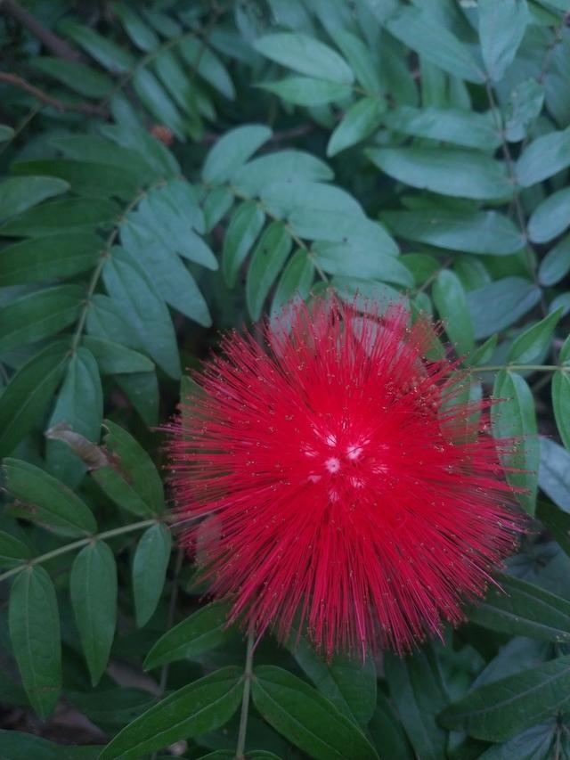 常见绿植花卉及名称大全（100种常见室内绿植）(54)