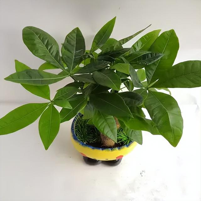 常见绿植花卉及名称大全（100种常见室内绿植）(2)