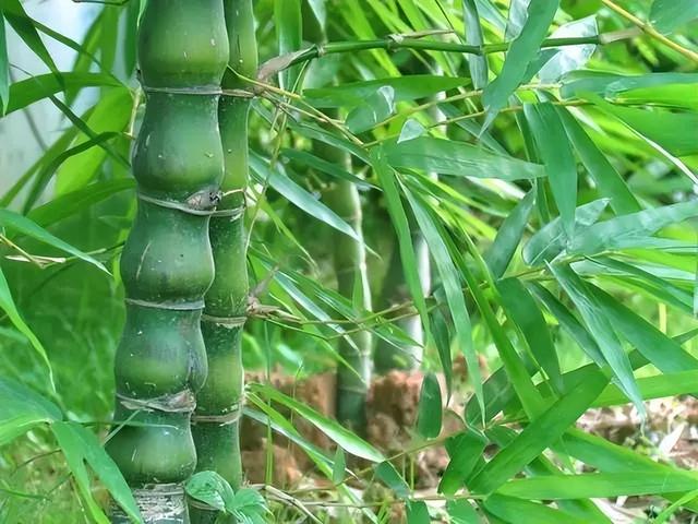 常见绿植花卉及名称大全（100种常见室内绿植）(48)