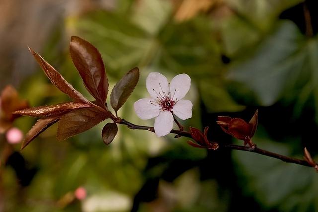 常见绿植花卉及名称大全（100种常见室内绿植）(35)