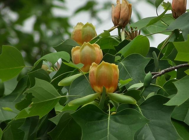 常见绿植花卉及名称大全（100种常见室内绿植）(49)