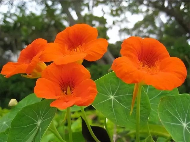 常见绿植花卉及名称大全（100种常见室内绿植）(56)