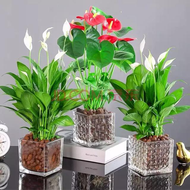 常见绿植花卉及名称大全（100种常见室内绿植）(5)