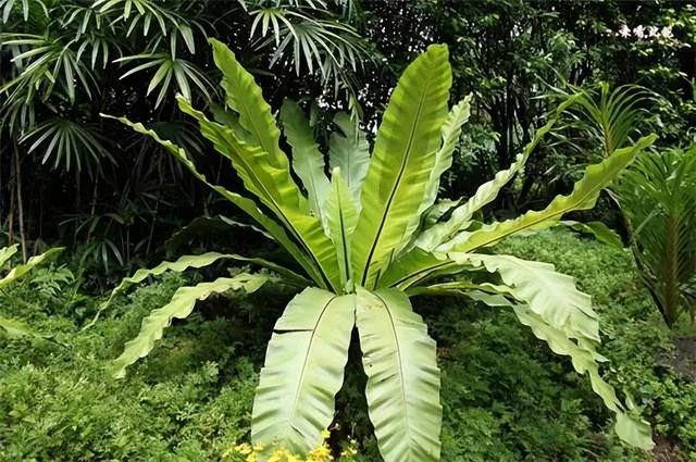 常见绿植花卉及名称大全（100种常见室内绿植）(98)