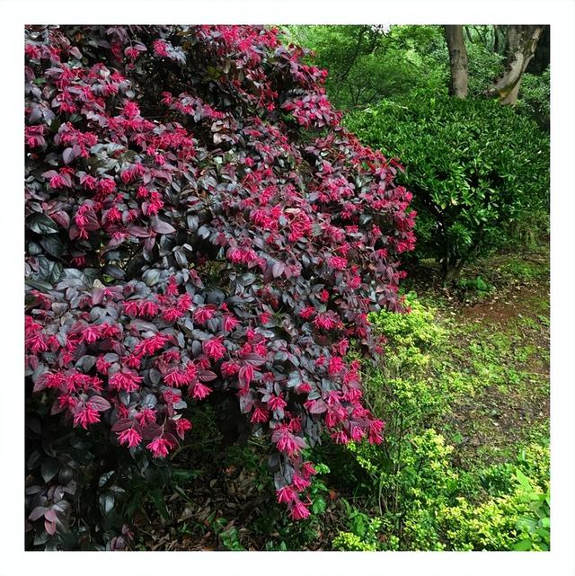 常见绿植花卉及名称大全（100种常见室内绿植）(22)