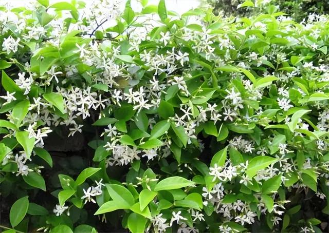 常见绿植花卉及名称大全（100种常见室内绿植）(74)