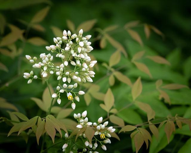 常见绿植花卉及名称大全（100种常见室内绿植）(9)