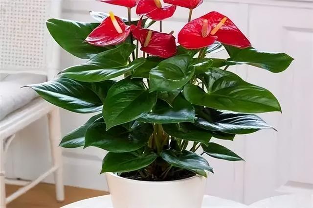 常见绿植花卉及名称大全（100种常见室内绿植）(4)