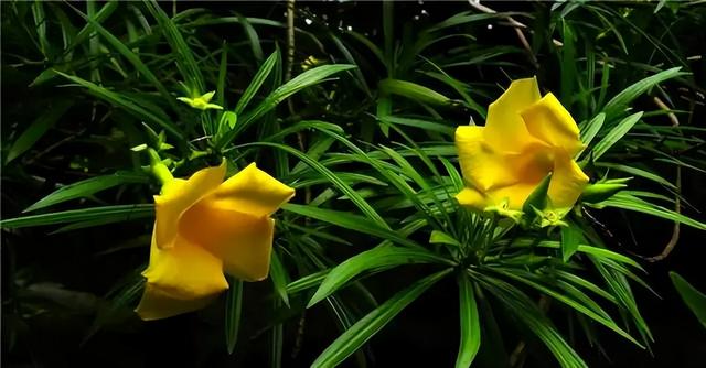 常见绿植花卉及名称大全（100种常见室内绿植）(66)