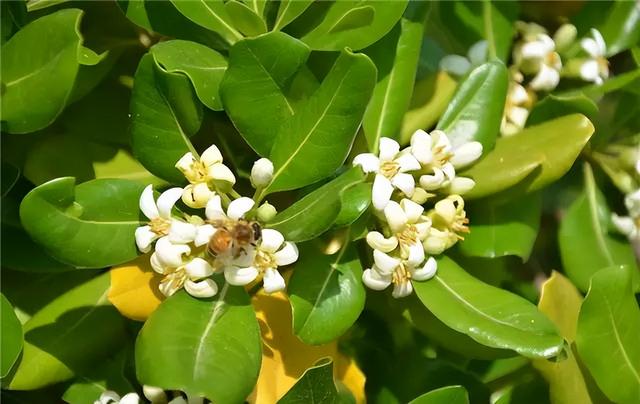 常见绿植花卉及名称大全（100种常见室内绿植）(65)