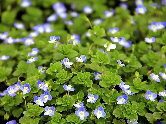 常见绿植花卉及名称大全（100种常见室内绿植）(17)