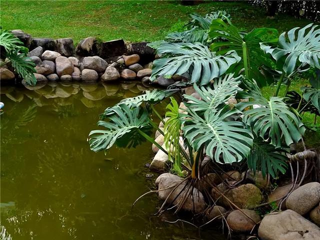 常见绿植花卉及名称大全（100种常见室内绿植）(64)