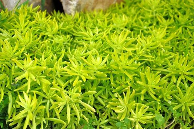 常见绿植花卉及名称大全（100种常见室内绿植）(76)