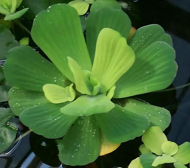 常见绿植花卉及名称大全（100种常见室内绿植）(92)