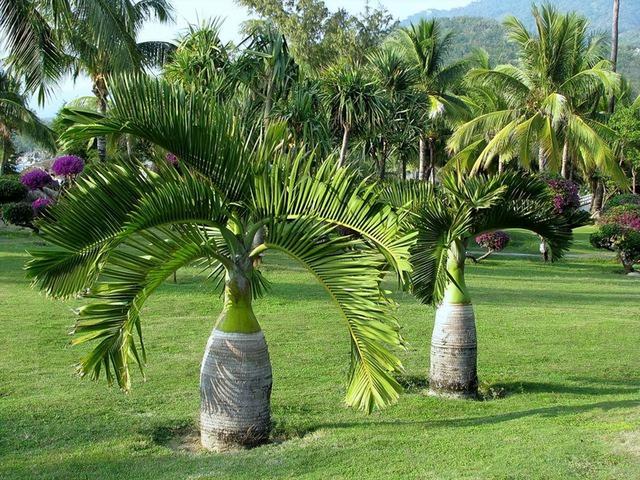 常见绿植花卉及名称大全（100种常见室内绿植）(15)