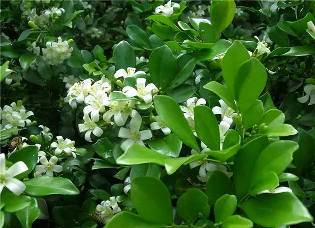 常见绿植花卉及名称大全（100种常见室内绿植）(63)