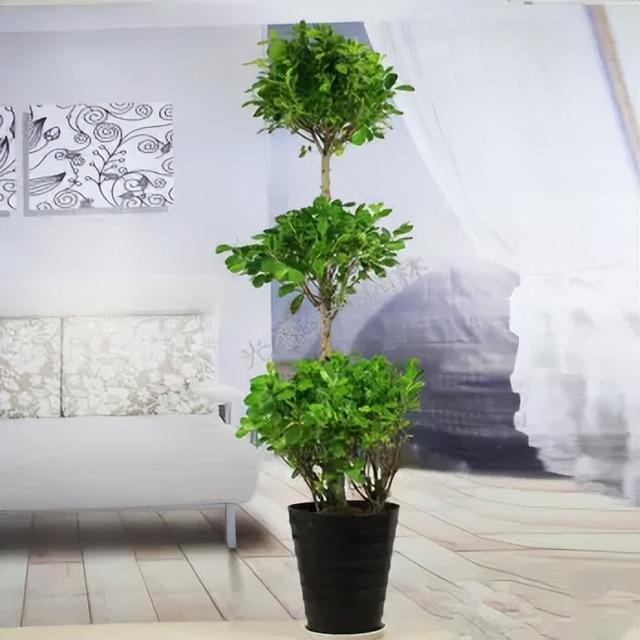 常见绿植花卉及名称大全（100种常见室内绿植）(3)