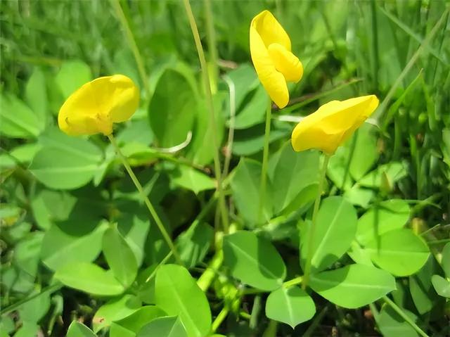 常见绿植花卉及名称大全（100种常见室内绿植）(99)