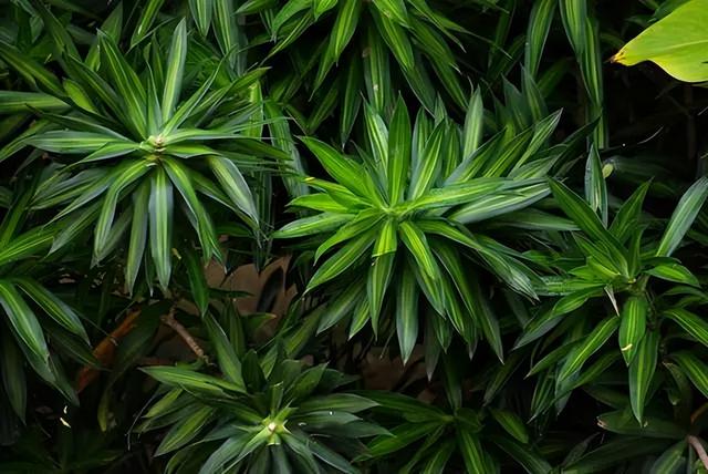 常见绿植花卉及名称大全（100种常见室内绿植）(38)